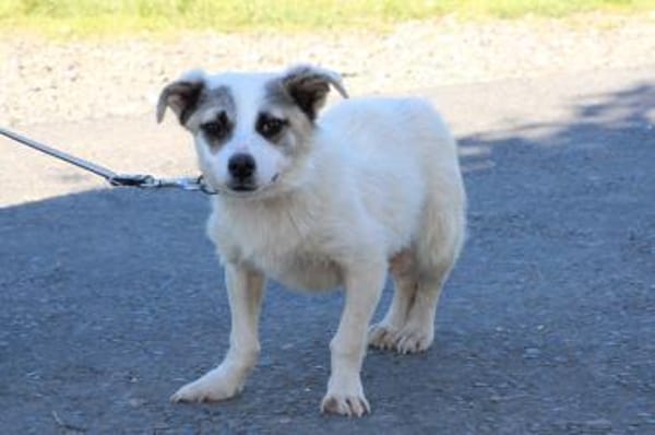 Pinti - goldiger, kleiner Jungrüde