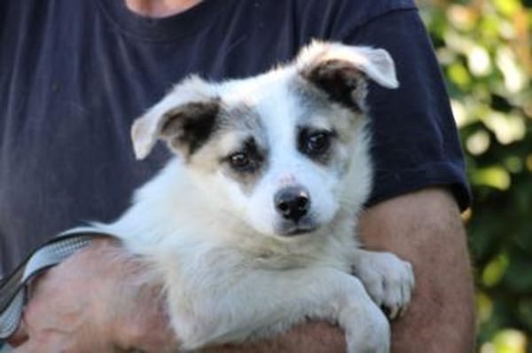 Pinti - goldiger, kleiner Jungrüde