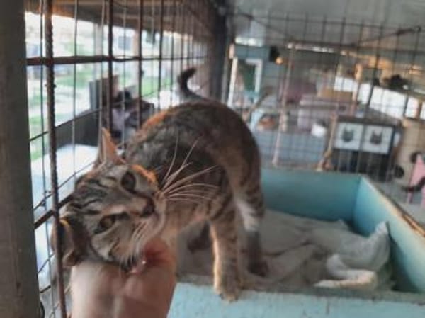 Lora, hübsches Tigerkätzchen, ca. 7 M