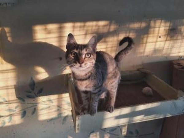 Lora, hübsches Tigerkätzchen, ca. 7 M