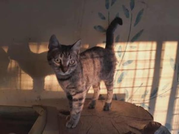 Lora, hübsches Tigerkätzchen, ca. 7 M