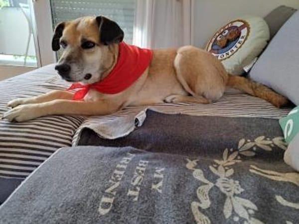 Jopp, fröhlicher, stubenreiner Kerl, 8J