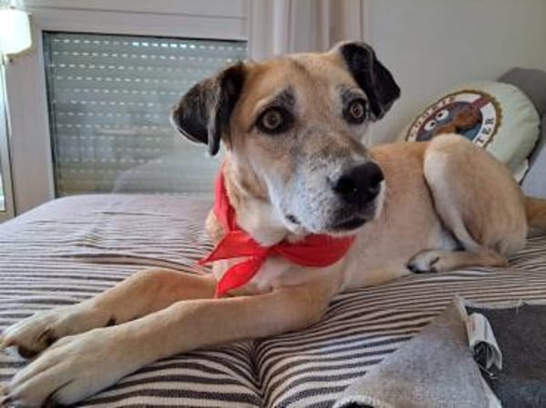 Jopp, fröhlicher, stubenreiner Kerl, 8J