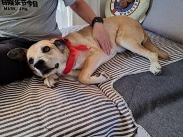 Jopp, fröhlicher, stubenreiner Kerl, 8J