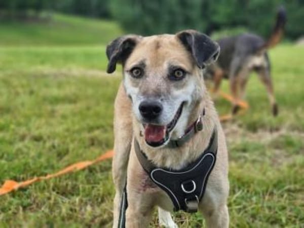 Jopp, fröhlicher, stubenreiner Kerl, 8J