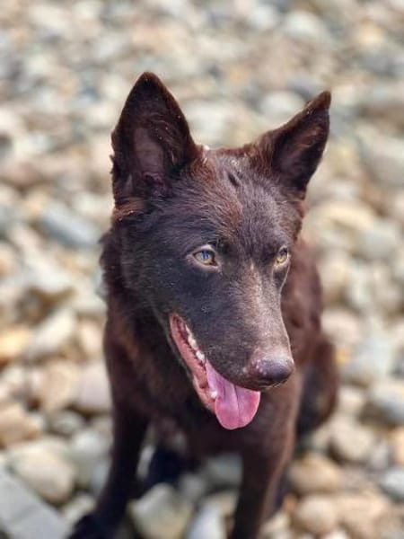 Frodo, lustiges Kämpferherz, ca. 6 Monat