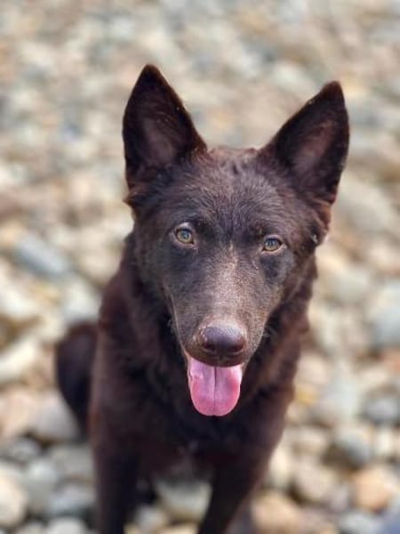 Frodo, lustiges Kämpferherz, ca. 6 Monat