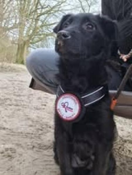 🐾 Danilo sucht sein Zuhause 🐾