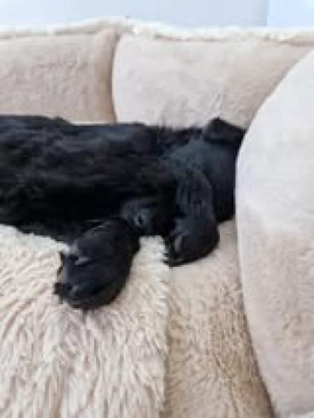 🐾 Danilo sucht sein Zuhause 🐾