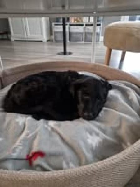 🐾 Danilo sucht sein Zuhause 🐾