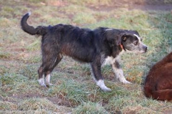 Tips - aufgeweckter, kleiner Rüde