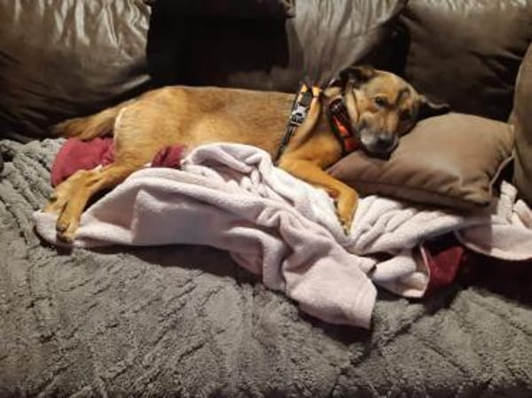 Heidi sucht ihren Platz