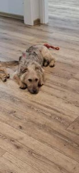 Lumpi sucht seine Familie