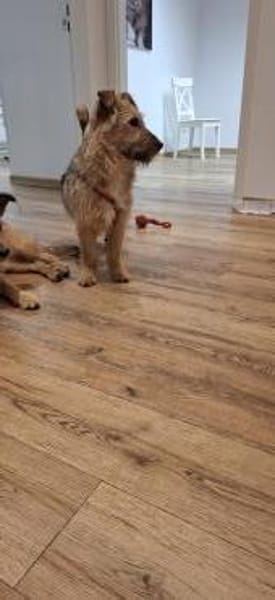 Lumpi sucht seine Familie