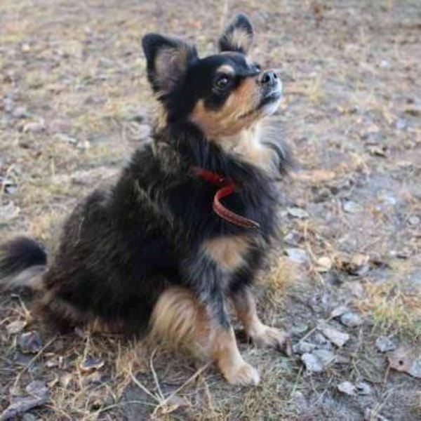 Tammy,süß u. liebevoll