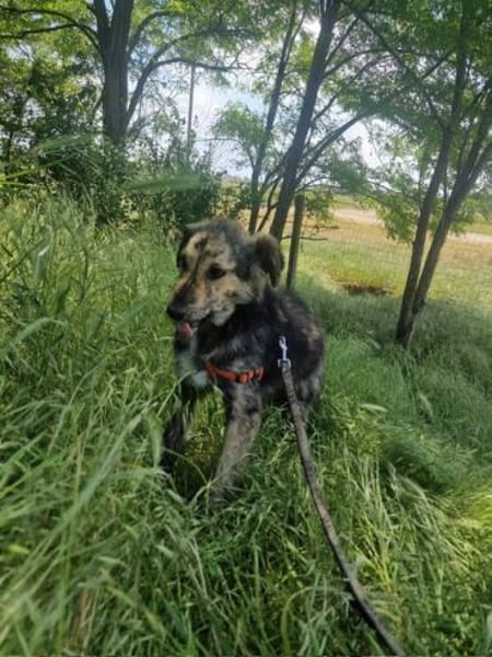 Grace; verletzt und krank geborgen