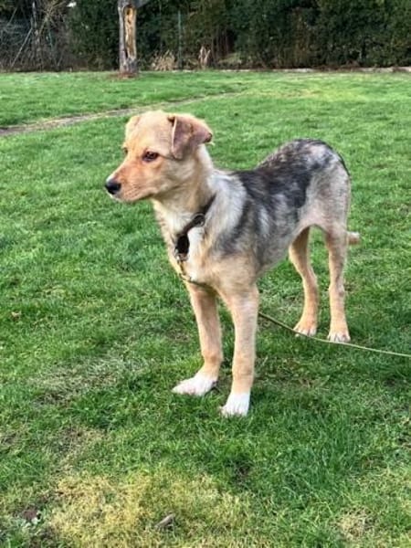 ZIMTI -rundum tolles Hundekind-