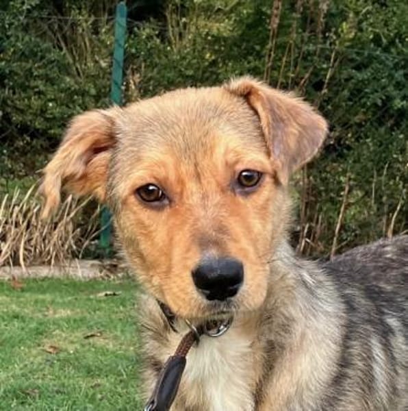 ZIMTI -rundum tolles Hundekind-