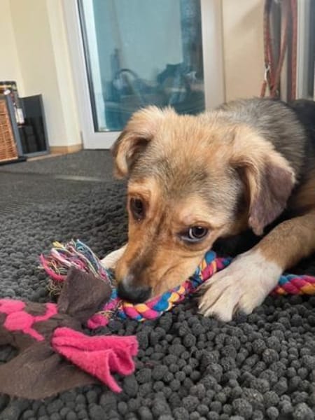 ZIMTI -rundum tolles Hundekind-