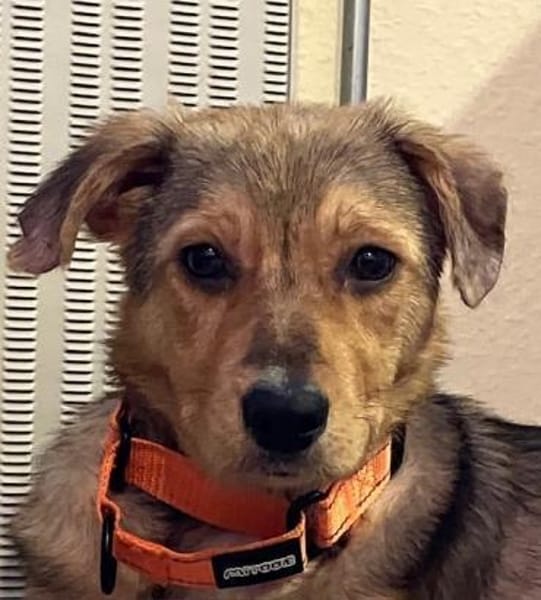 ZIMTI -rundum tolles Hundekind-