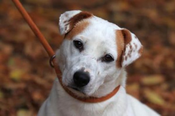 Rusty sucht Action und sein Körbchen