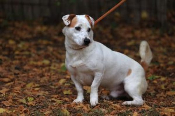 Rusty sucht Action und sein Körbchen