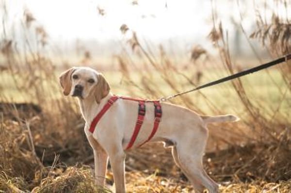 Trick sucht seine Familie