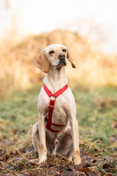 Trick sucht seine Familie