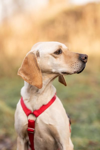 Trick sucht seine Familie