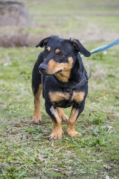 Hermina  großes Herz auf kurzen Beinen