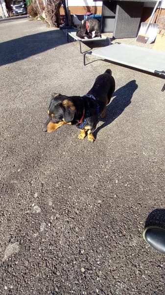 Hermina  großes Herz auf kurzen Beinen