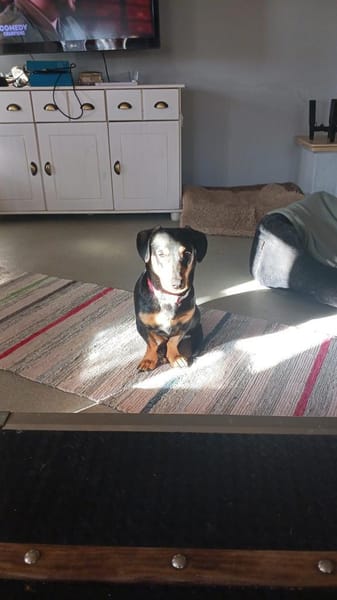 Hermina  großes Herz auf kurzen Beinen