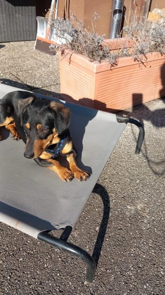 Hermina  großes Herz auf kurzen Beinen