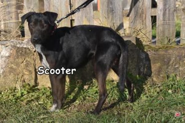 SCOOTER