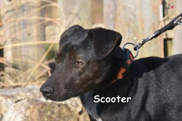 SCOOTER