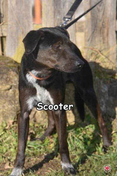 SCOOTER