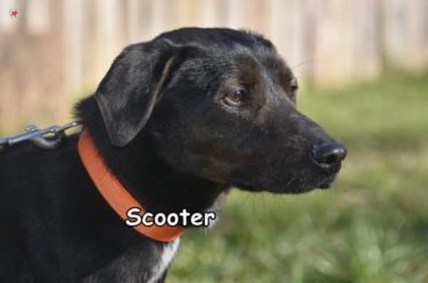 SCOOTER