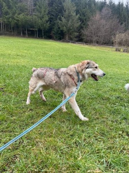 BALI sucht seine Familie