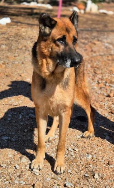 freundliche, ältere Schäferhündin