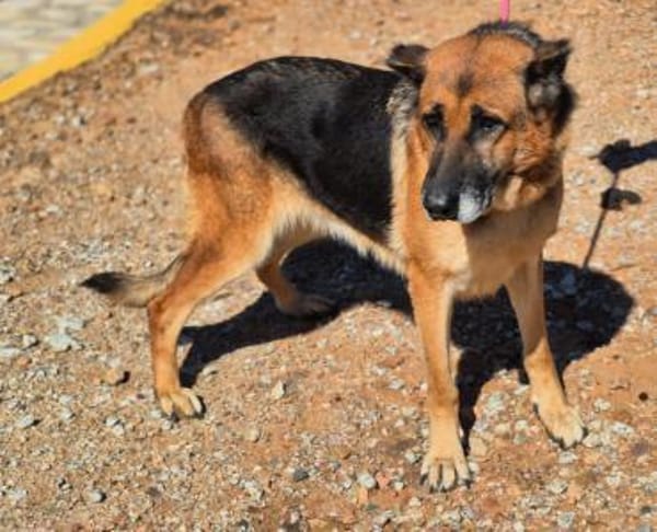 freundliche, ältere Schäferhündin