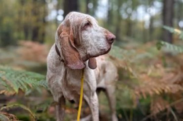 Walker - wartet in 42859 Remscheid