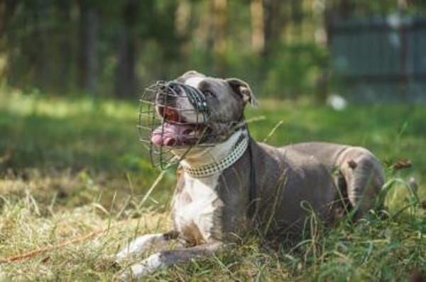 Tony, Kraftpaket su. Kenner