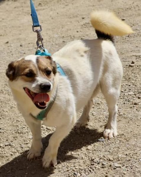 Nacho, freundlich, lernfreudig,neugierig