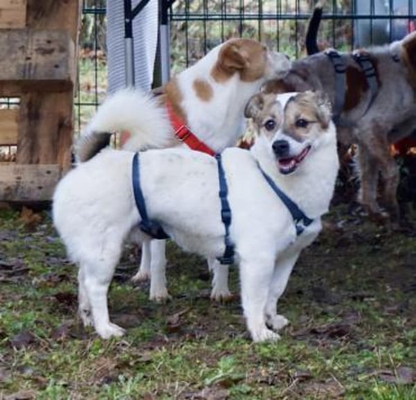 Nacho, freundlich, lernfreudig,neugierig