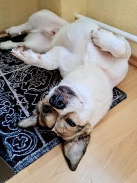 Nacho, freundlich, lernfreudig,neugierig