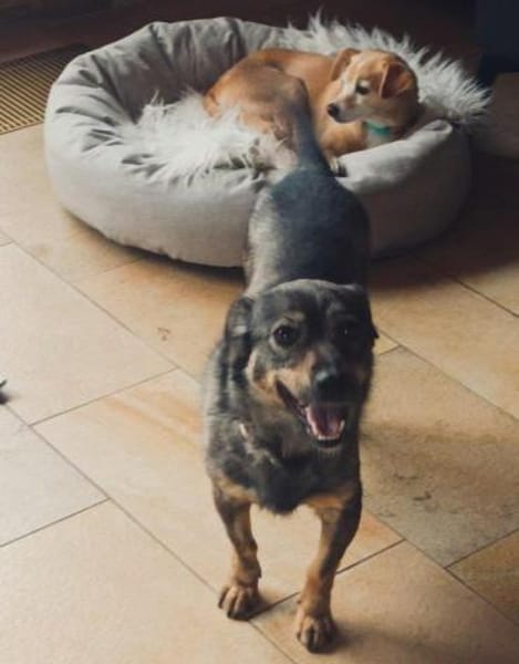 Traumhündin Newa auf PS in 91353