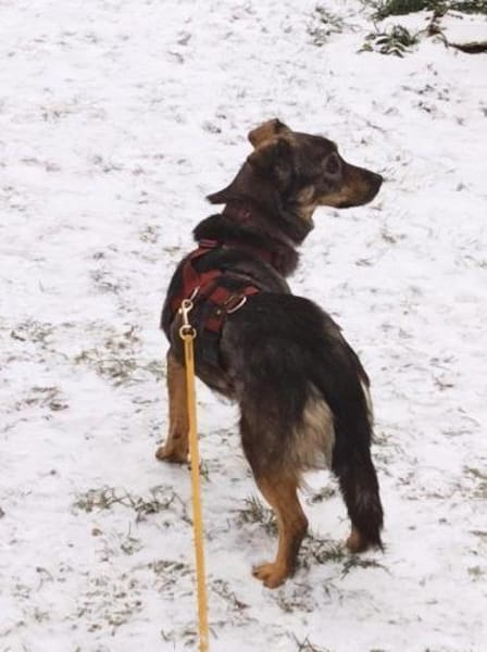 Traumhündin Newa auf PS in 91353