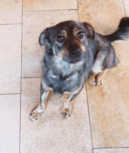 Traumhündin Newa auf PS in 91353