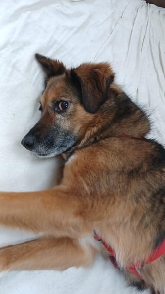 LINEA * ruhige, genügsame Hündin