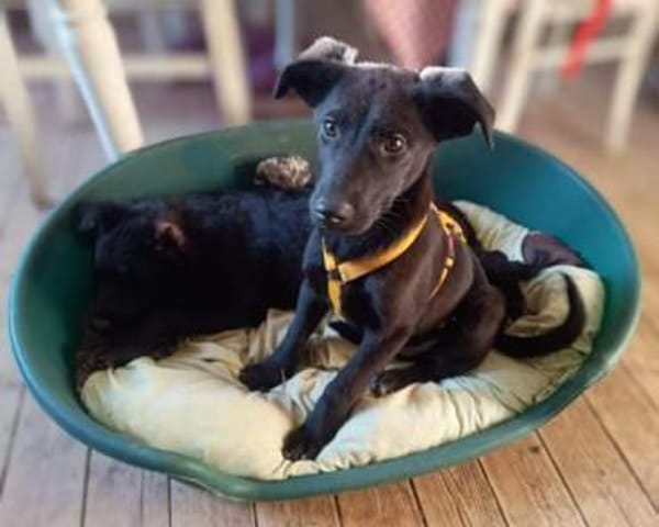 LUZIO -rundum tolles Hundekind-